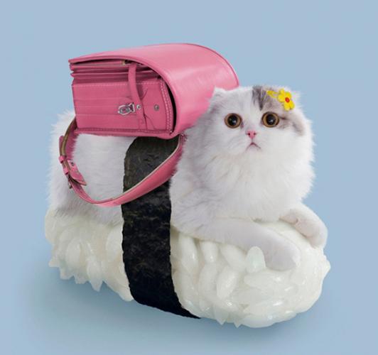 sushi-cat-beauty-portrait.jpg