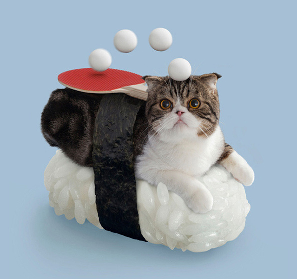 sushi cat Miyao