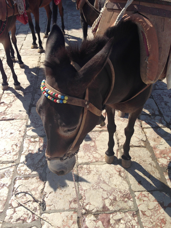 I can't get enough of the Donkey's in Hydra. Check out this guys headband!