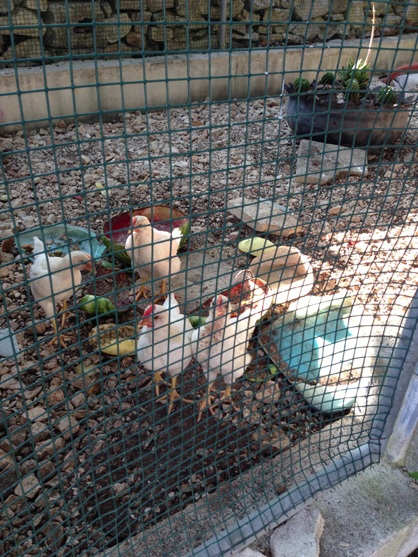 These chickens are called Jay Peg, Mega Bite, PDF and Pixel. It's unclear why they've been given tech names . . . 