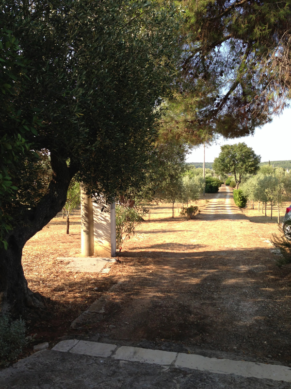 Entrance with expanse of Olive trees.