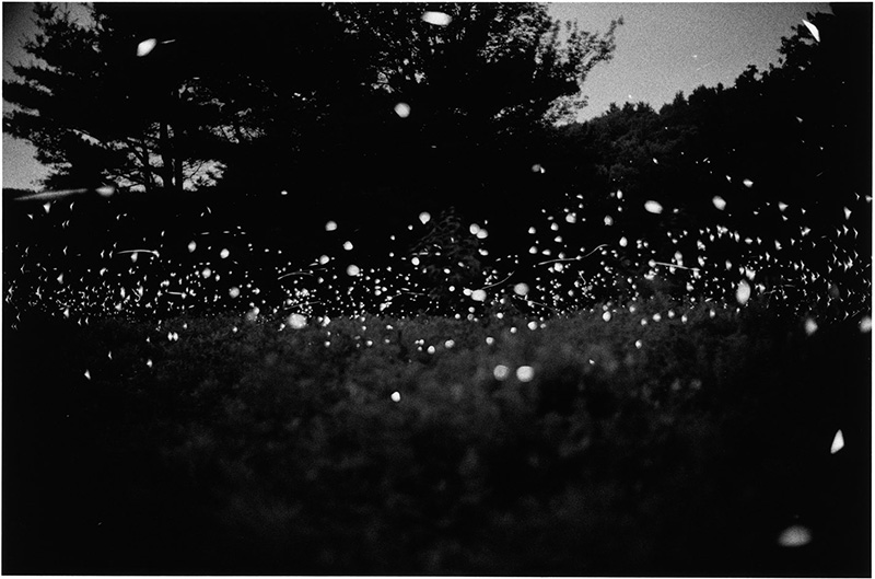 resized014_Fireflies