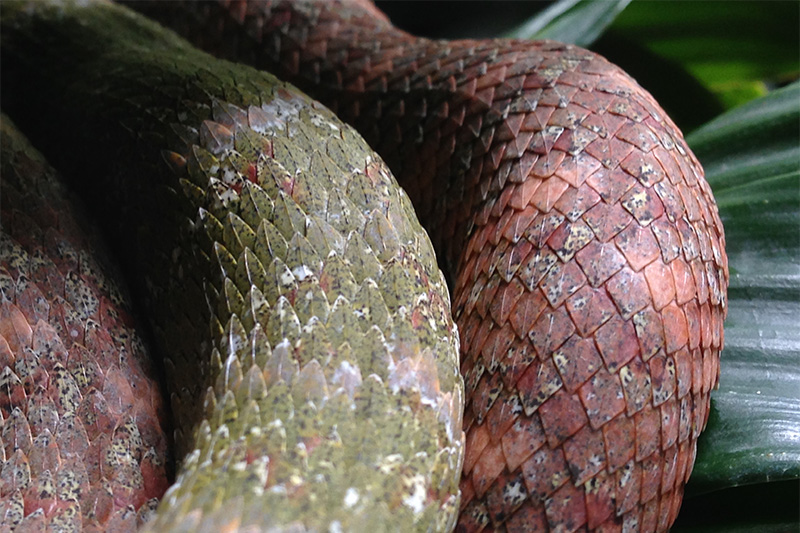 Costa Rican snakes, the inspiration behind part of Dagdelen's ottoman