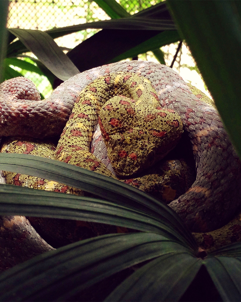 Costa Rican snakes, the inspiration behind part of Dagdelen's ottoman