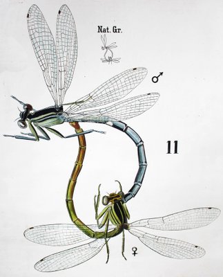 Insect Chart