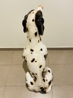 large dalmatian