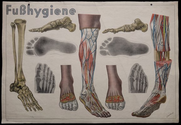 Anatomical Foot Chart
