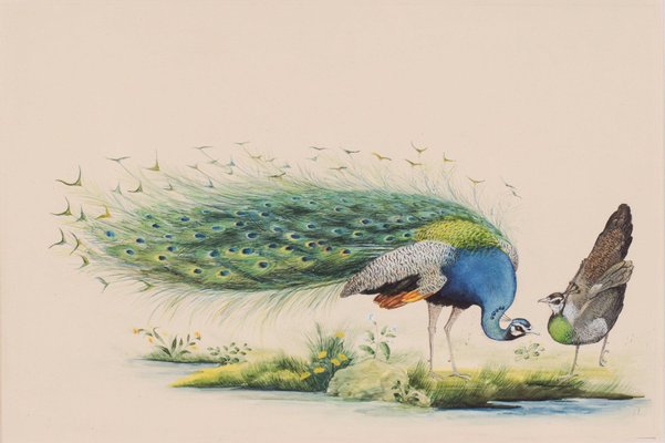 3 Sets Peacock Paint by Number Kit Vintage/ Peacock Art/ Peacock Print/ Peacock  Decor/ Bird Art/ Peacock Painting/ Wall Art 