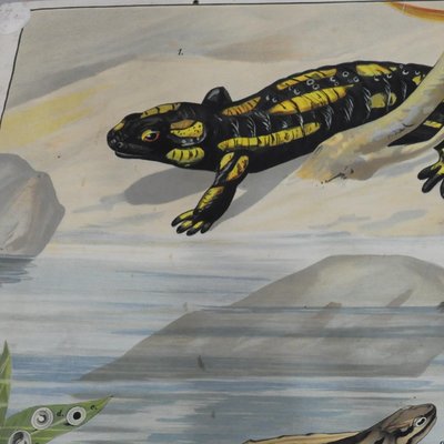 Póster de pared submarino de renacuajos de salamandra Newt vintage en venta en Pamono