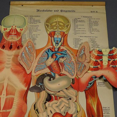 Planche Scolaire Murale- Anatomie- Squelette Humain- Bleu Canard Négatif-  40x40cm- Tableau Canvas