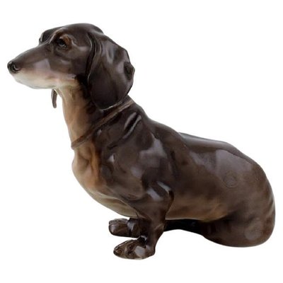 European dachshund on sale