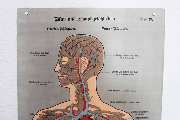 Poster di anatomia in vendita su Pamono