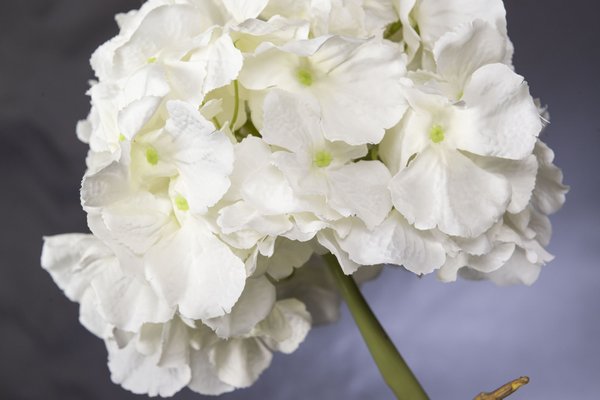 Hydrangea in italian discount