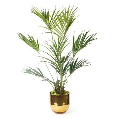 zimmerpflanze monstera kaufen Monstera Obliqua Monkey Leaf 80–100 cm am Moosstab – Seltene Fensterbl –  Blumen-Senf®