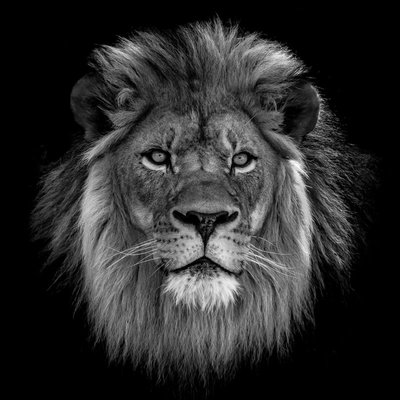 Denisapro, Close-Up of Lion Against Black Background, Papier Photographique  en vente sur Pamono
