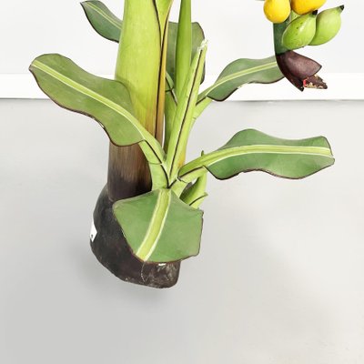 calathea orbifolia groß Calathea Orbifolia