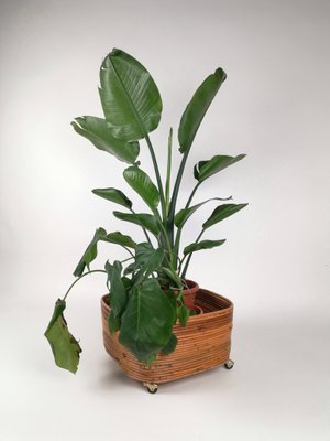 Rattan Blumenständer Pflanzenhalter im Stil von Vivai Del Sud, Italien, 1960er