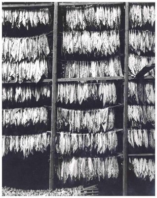 Harold Miller Null, Tobacco Leaves, Original Photograph, 1950s for sale at  Pamono
