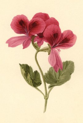 S. Twopenny, flor de geranio rosa oscuro, 1832, acuarela en venta en Pamono