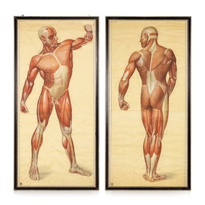 Poster-Booklet „Muskulatur Des Menschen“ – Anatomie-Poster Von Rüdiger Anatomie