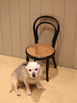 Bentwood chair with cane seat new arrivals