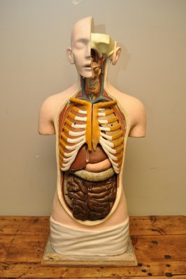 Modèle Anatomique Vintage, 1920s en vente sur Pamono