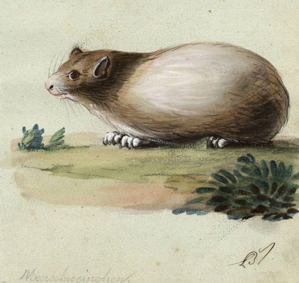 Leopold Billek, Conejillo de Indias (Meerschweinchen), 1820, Pintura Gouache  original en venta en Pamono