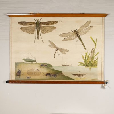 Canvas Print of Dragonfly After Antonio Vallardi for sale at Pamono