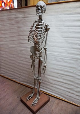 Modèle Squelette Anatomique Médical Didactique Vintage, Allemagne
