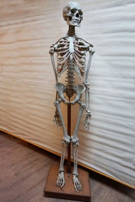 Modèle Squelette Anatomique Médical Didactique Vintage, Allemagne, 1959 en  vente sur Pamono