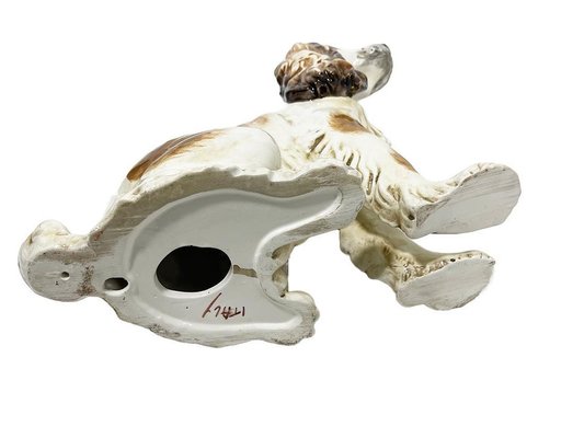 Cocker spaniel skull 2025