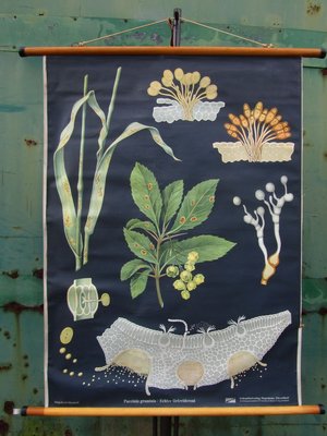 Antique Botanical Chart