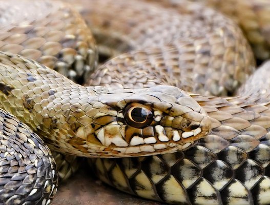 Impresi n de bellas artes Saskia Van De Meeberg Serpiente 2023