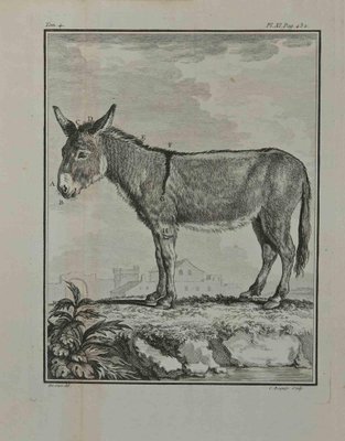 Pierre Charles Baquoy, Der Esel, Radierung, 1771 bei Pamono kaufen