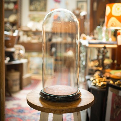 Tall Antique Specimen Dome English Glass Taxidermy Display Case Victorian 1880