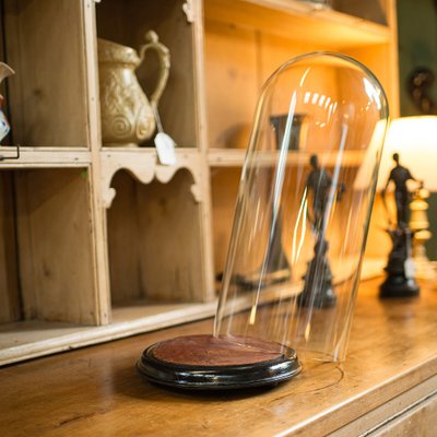 Taxidermy display sale cases for sale