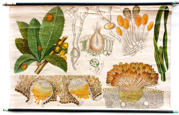 Botanical Chart