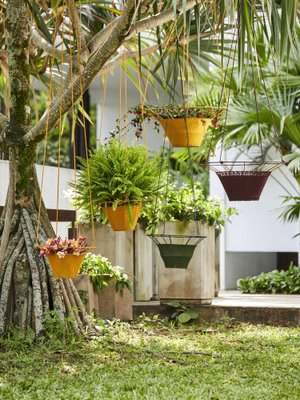 money tree variegated Money Tree Pachira Aquatica Yellow Variegated