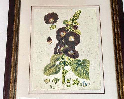 Luxembourg Artist, Illustrazioni botaniche, Stampe, anni '70, con cornice,  set di 2 in vendita su Pamono