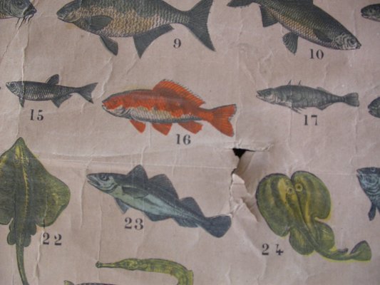 Antique Naturalistic Fish Poster, 1910s for sale at Pamono