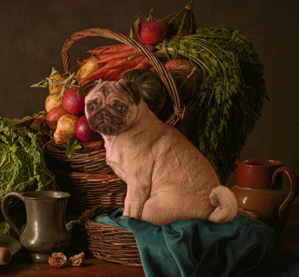 Tim Platt, Dutch Dog #2, 2015, Archival Pigment Print for sale at - Main Image