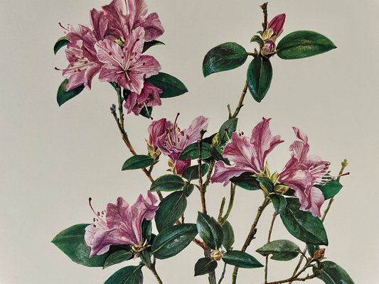 substrat rhododendron Rhododendron 'Nova Zembla' (Garten) – Secret Garden Plant Shop main image 1