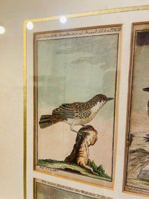 Bird Illustrations, 1940s, Hand-Colored Lithographs, Framed, Set