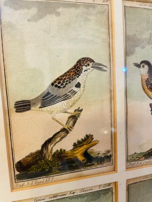 絵画 bird Bird Illustrations, 1940s, Hand-Colored Lithographs, Framed, Set