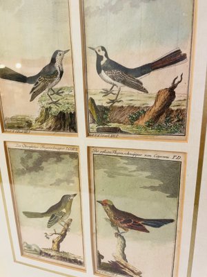Bird Illustrations, 1940s, Hand-Colored Lithographs, Framed, Set