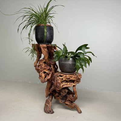 Large Japanese Burl Root Wood Plant Stand, 1920s for sale at Pamono