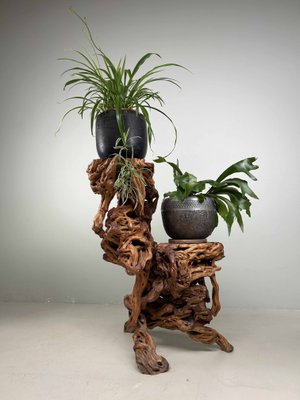 Large Japanese Burl Root Wood Plant Stand, 1920s for sale at Pamono