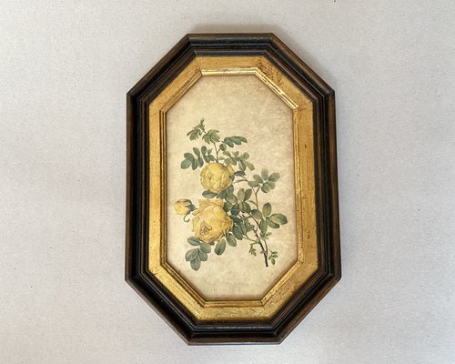 Vintage Botanical Artworks in Tabletop & Wall Mount Frames, France