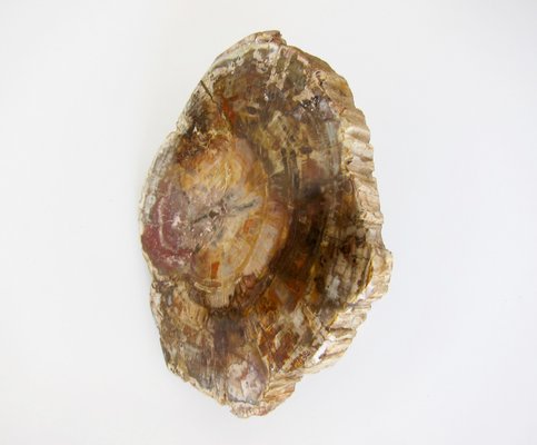 Maniglia per porta grande in legno fossile, anni '70 in vendita su