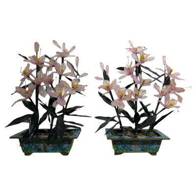 black dragon snake plant care 6